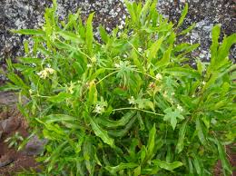 Image result for Sicyos