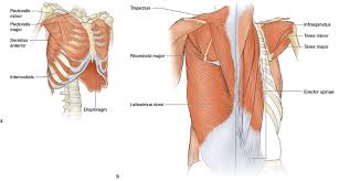 Also i have added a contour exercise overlaid on the same image to get a sense of the. Upper Torso Running Anatomy Sports Anatomy