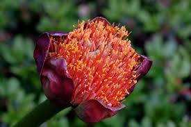 Image result for Scadoxus