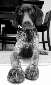 Black And White German Shorthaired Pointer Lab Mix Look At Those Feet With Images German Shorthaired Pointer Gsp Dogs Pointer Puppies