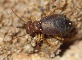 Meloe Eurymeloe Pallidicolor Meloe Minuscule Maroc Le Monde Des Insectes