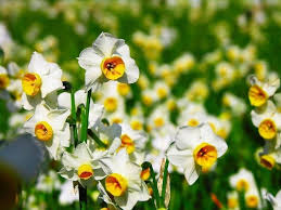 Narcisi giallo piccoli fiori giardino. Narciso Tazetta Narcissus Narcissus Bulbi Narciso Tazetta Narcissus Bulbi