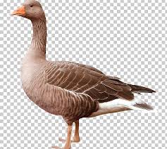 Download and play goose simulation on pc. Greylag Goose Duck Bird Png Clipart Animals Anser Beak Bird Computer Icons Free Png Download