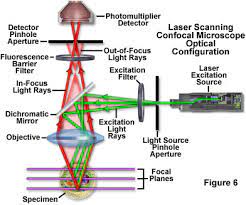 Zeiss Microscopy Online Campus Live Cell Imaging Microscopy Techniques
