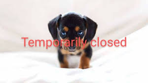 Dachshund info & dachshund breeders. Daisy S Dachshunds Home Facebook