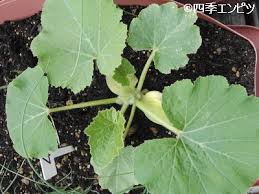 西洋カボチャの栽培記録 ベランダ菜園２０１０ その２ 四季エンピツ