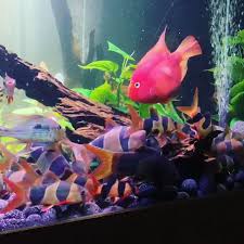 These Are The Larger Clown Loaches Of The Tank 8 9 Inches Video Aquarium Fish Freshwater Aquarium Fish Tropical Fish Aquarium