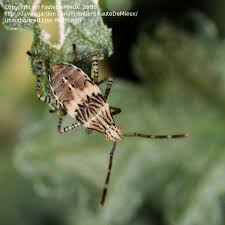 Image result for Nesaea polycephala