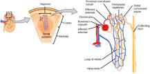 Image result for what is the functional unit of the kidney called course hero