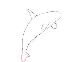 Orcas got their name killer whale because they are the largest of all dolphins are some of the best hunters in the ocean. How To Draw A Killer Whale Draw Central