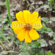 Image result for Bidens buchneri