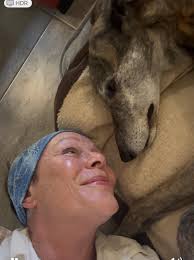 Lost pet greyhound in Wales