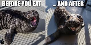 Northern Elephant Seal The Marine Mammal Center Elephant Seal Marine Mammals Cute Animals With Funny Captions