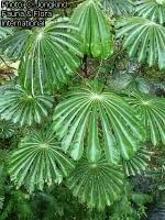 Image result for Musanga