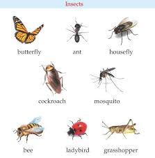 Pin On Learn Nepali