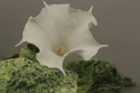 Image result for Datura inoxia