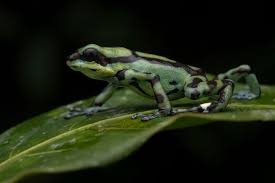 Image result for Fadogia gossweileri