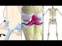 The human anatomy and physiology diagnostic test results highlight how you performed on each area of the test. Skeletal System Rap One Of The Best I Ve Seen Includes Difference Between Ligaments An Homeschool Life Science Learning Science Human Anatomy And Physiology