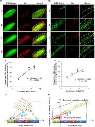 Check spelling or type a new query. The Boundary Of The Meristematic And Elongation Zones In Roots Endoreduplication Precedes Rapid Cell Expansion Scientific Reports