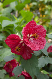 Image result for Abutilon angulatum