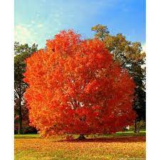 Other common names red maple 'october glory'. Online Orchards October Glory Maple Tree Bare Root Shrm002 The Home Depot