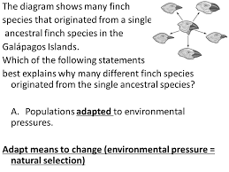 Evolution Evidence How Natural Selection Works Organizing From Kingdom Species Ppt Download
