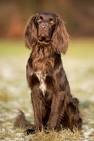 German Longhaired Pointer Dog Breed | Facts, Highlights ...