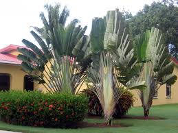 Bird Of Paradise Palm Plant Bird Of Paradise Relative Trees To Plant Dream Garden Travellers Palm