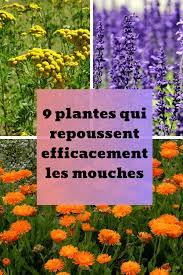 Maybe you would like to learn more about one of these? 9 Plantes Qui Repoussent Naturellement Et Efficacement Les Mouches Repousser Les Mouches Plante Plante Anti Mouche