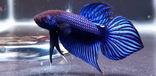 Pin On Betta Fish