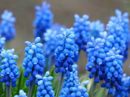 Grape Hyacinth Types Of Blue Flowers Spring Flowers Background Blue Flower Art