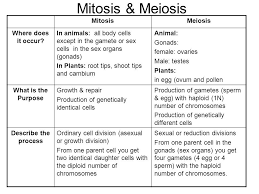 Image Result For Mitosis Vs Meiosis In Plants Meiosis Mitosis Body Cells
