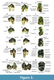 Image result for Paratheria