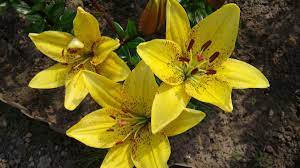 These flowers are native to the mediterranean and are popular for their bright pink and purple, densely clustered flowers that look. Free Images Yellow Flowers Beautiful Yellow Flowers Yellow Lilies Flower Flowering Plant Petal Lily Family Terrestrial Plant Wildflower Lily Order Evening Primrose Family Alstroemeriaceae Evening Primrose Perennial Plant 2560x1440