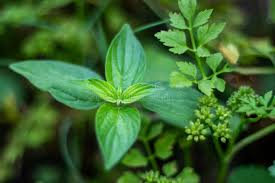 Image result for Pouzolzia parasitica