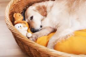 Ab wann ist ein schwangerschaftstest sinnvoll, kannst du ihn vor deiner periode machen und wie ist die anwendung? Anzeichen Einer Schwangerschaft Beim Hund Erkennen