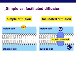 We did not find results for: Cell Membranes And Transport Biology