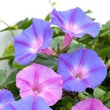 Homemade Air Fresheners Garden Vines Morning Glory Flowers Morning Glory