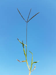 Image result for Digitaria appropinquata