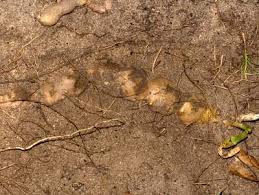 Image result for Gonatopus clavatus