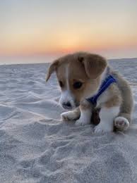 Cachorro fotos de perros bonitos. 760 Ideas De Mejor Amigo Del Hombre En 2021 Mascotas Bonitas Perros Cachorros Perros Bonitos