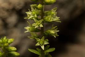 Image result for Umbilicus botryoides