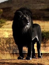 Lion Wallpaper Hd 1080p Free Download For Mobile Forex Scalping Candle Wicks