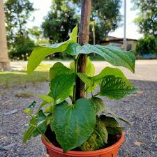 Review pokok ini mampu sembuhkan bermacam jenis penyakit pokok herba ajaib. Jenis Tumbuhan Pokok Herba Nama Nurseri Indah Saujana Facebook