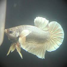 Come join the discussion about breeds. Metallic Lavender Halfmoon Plakat Dumbo Betta Pet Supplies On Carousell