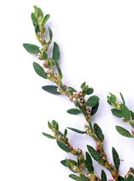 Image result for Polygonum aviculare
