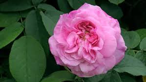Both are large beautiful rose gardens. Duftrosen Pflanzen Betorender Blutentraum Im Garten Ndr De Ratgeber Garten Zierpflanzen
