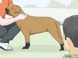 Maybe you would like to learn more about one of these? 3 Ways To Find A Reputable Dog Breeder Wikihow