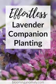 Lavender Companion Planting Lavender Companion Planting Lavender Companion Plants Companion Planting