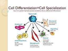 In the course biology 101, learn more about organelles it's important to understand the process of cellular development before understanding the depths of cellular specialization. Cell Differentiation Cell Specialization Ppt Download